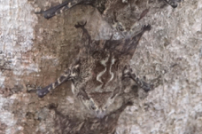 Bat Long-nosed on a tree-292.jpg