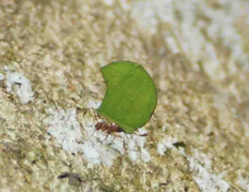 Ants Leaf-cutting 9484