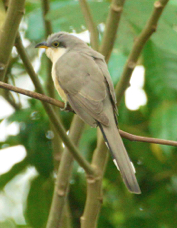 Cuckoo Mangrove 3554