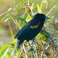 Blackbird Red-winged 3323 192