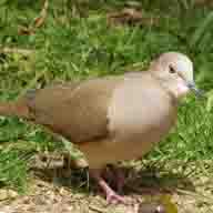 Dove White-tipped 2020 192