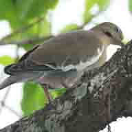 Dove White-winged 6257 192