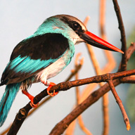Blue-breasted Kingfisher-568 192
