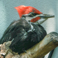 Piliated Woodpecker-482 192