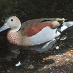 Ringed Teal-393