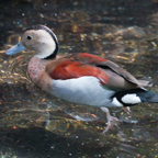 Ringed-teal-391