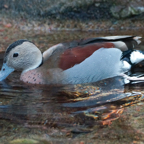 Ringed-teal-409