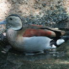 Ringed Teal-336