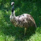 Emu-9