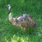 Emu-3