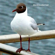Black-headed Gull 7904 192
