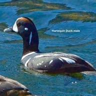 Harlequin Duck male 8167 192