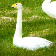 Whooper Swan 9339 192
