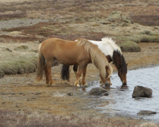 Iceland Horses 7227