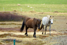 Iceland horses 7218