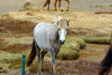 Iceland Horse 7222
