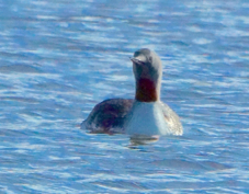 Red-Throated Loon 8311