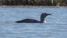 Red-Throated Loon 8332