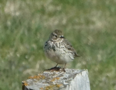 Meadow Pipit 8265