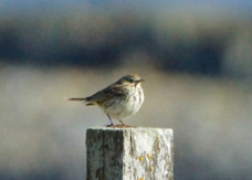 Meadow Pipit 8861