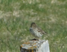 Meadow Pipit 8262