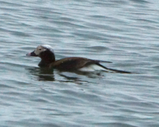 Long-tailed Duck 37419