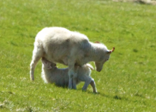 lamb nursing 8152
