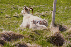 Sheep 0065