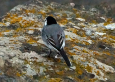 White Wagtail 8643