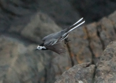 White Wagtail 8625