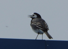 White Wagtail 8365
