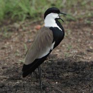 Lapwing Spur-winged  192
