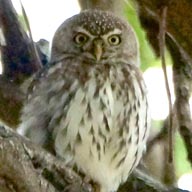 Owlet Pearl-spotted 192