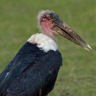 Stork Marabou 192