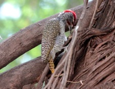 Woodpecker Nubian male Ka 9714