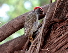 Woodpecker Nubian male Ka 9715