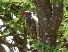Woodpecker Nubian female 9213