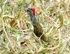 Woodpecker Nubian female 6796