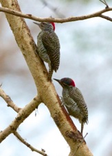Woodpeckers Nubian male top 8215