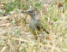 Woodpecker Nubian female 6786