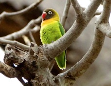 Lovebird Yellow-collared 6818