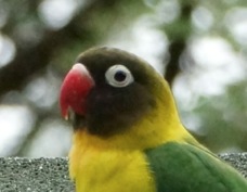 Lovebird Yellow-collared 6759