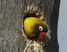 Lovebird Yellow-collared in a nest 8098