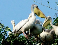 Pelican Great White 2051