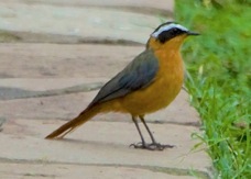 Robin-chat White-browed C8225