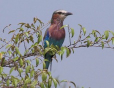 Roller Lilac-breasted Sa 30169