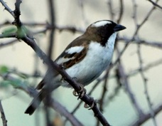Sparrow-Weaver White-browed 2389