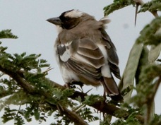Sparrow-weaver White-browed 2449