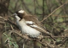 Sparrow-Weaver White-browed 1498