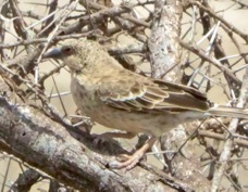 Sparrow-Weaver Donaldson-Smith's 2900